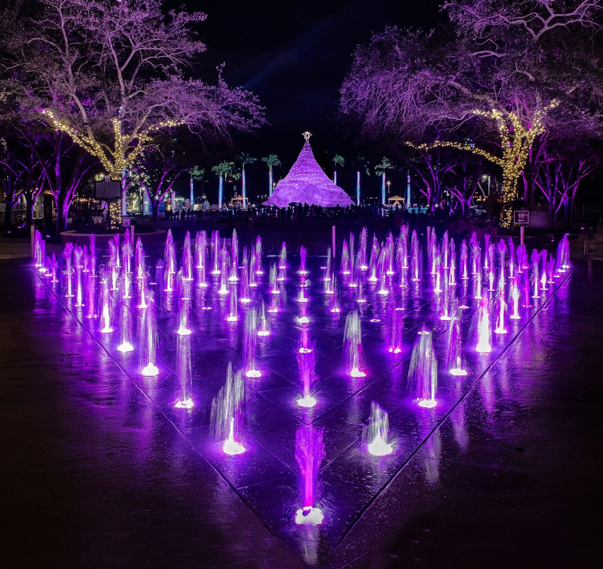 The Centennial Fountain lit purple at night, with lit trees on each side and the Sandi tree glowing at the end of the view