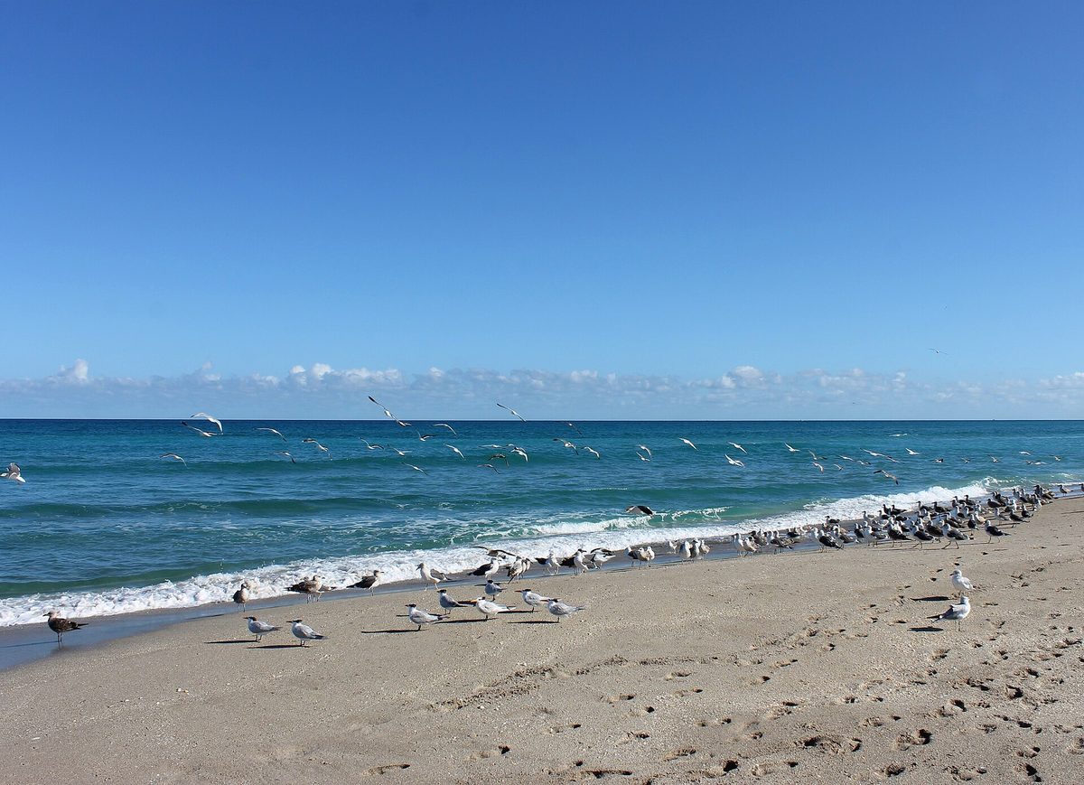 Terns and gulls on the sand and over the surf at John D. MacArthur Beach State Park on a clear morning