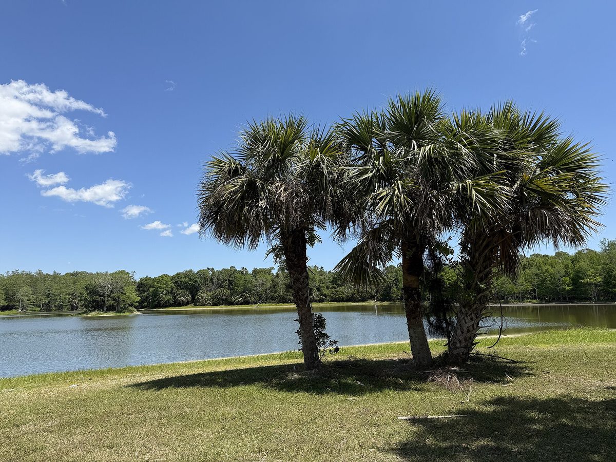 Cabbage palms on the grassy shore of Cow Pen Lake in Riverbend Park, Jupiter